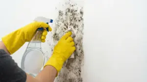Persona con guanti gialli pulisce la muffa nera da una parete bianca con spray e panno