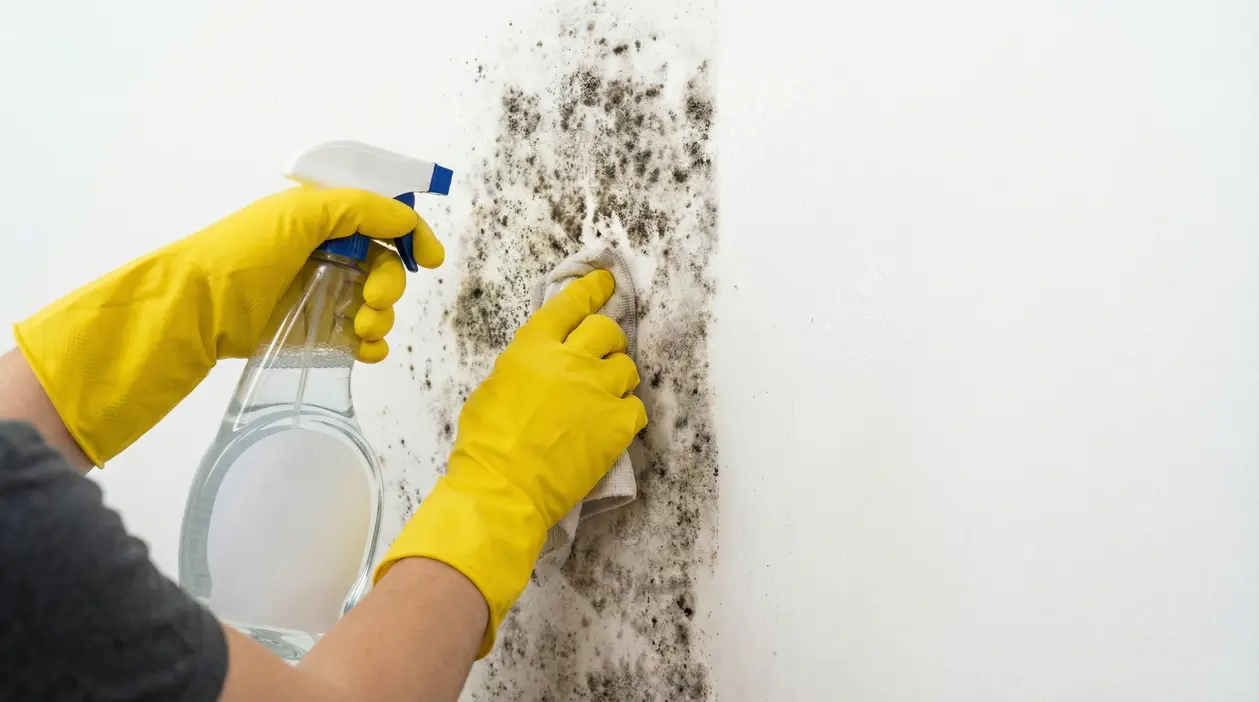 Persona con guanti gialli pulisce la muffa nera da una parete bianca con spray e panno