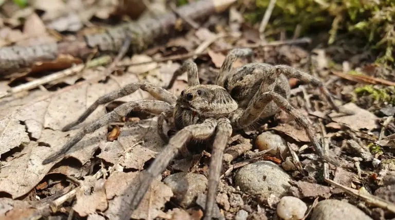 Primo piano di un ragno lupo sul terreno tra foglie secche e sassi
