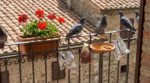 Piccioni posati sulla ringhiera di un balcone con rimedi naturali e vaso di fiori rossi