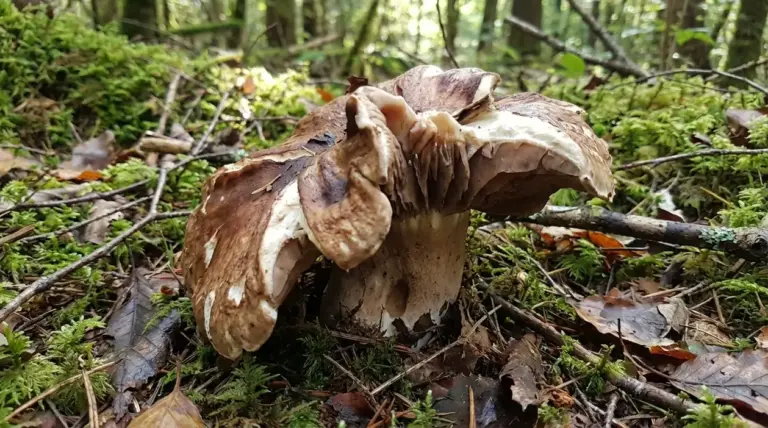 Grande fungo marrone dal cappello irregolare tra muschio, rami e foglie nel sottobosco