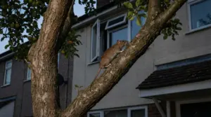 Topo che si arrampica su un albero del giardino vicino alla finestra di una casa