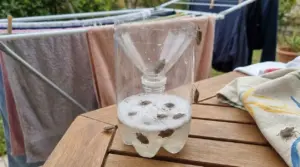 Trappola fai da te per cimici con due bottiglie vicino a uno stendibiancheria con bucato all'aperto