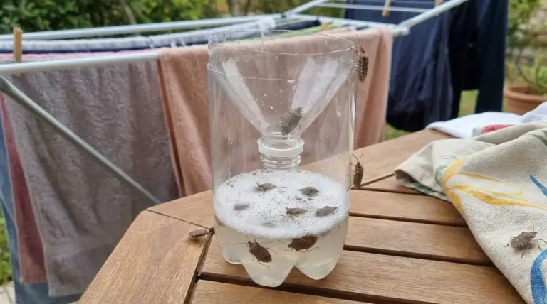 Trappola fai da te per cimici con due bottiglie vicino a uno stendibiancheria con bucato all'aperto